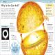 Why? Encyclopedia Preview 1