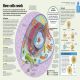 How the Body Works Preview 1