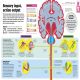 How the Body Works Preview 3
