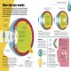 How the Body Works Preview 4