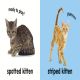 Baby Touch and Feel Kittens Preview 1