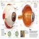 Knowledge Encyclopedia Human Body! Preview 1