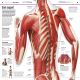 Knowledge Encyclopedia Human Body! Preview 2