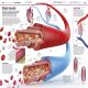 Knowledge Encyclopedia Human Body! Preview 3