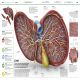 Knowledge Encyclopedia Human Body! Preview 4