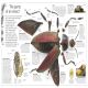 DK Eyewitness Books: Insect Preview 1