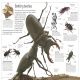 DK Eyewitness Books: Insect Preview 2