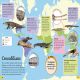 DKfindout! Reptiles and Amphibians Preview 2