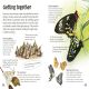 Butterflies and Moths Preview 2