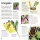 Butterflies and Moths Preview 4