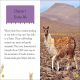 DK Readers Level 2: Llamas Preview 1