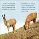 DK Readers Level 2: Llamas Preview 2