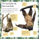 DK Readers Level 2: Sloths Preview 1