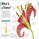 Our World in Pictures: Trees, Leaves, Flowers & Seeds Preview 4