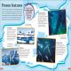 DKfindout! Oceans Preview 1