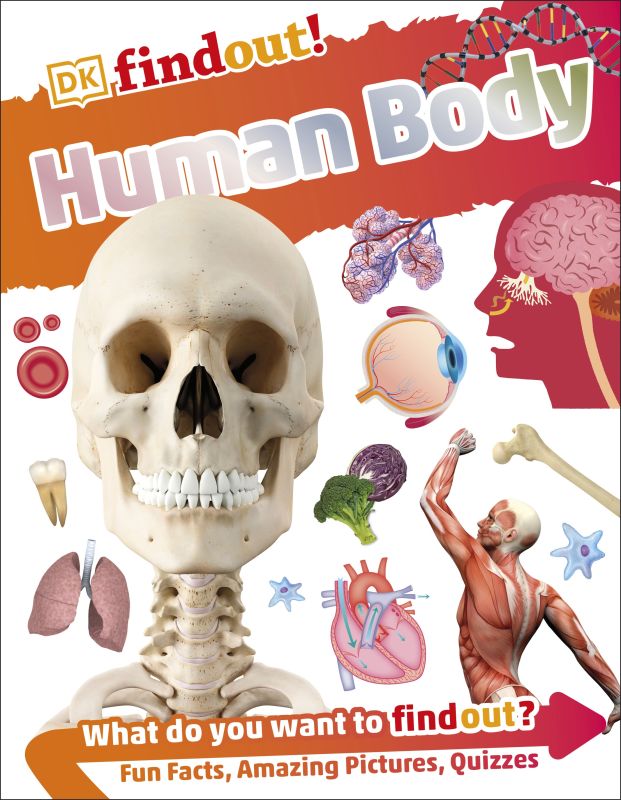 DKfindout! Human Body cover