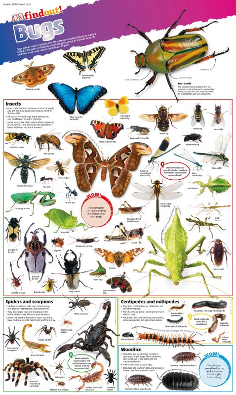 DKfindout! Bugs Poster cover