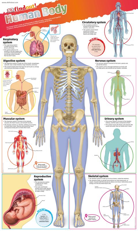 DKfindout! Human Body Poster cover