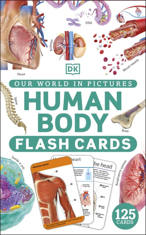 Our World in Pictures Human Body Flash Cards cover