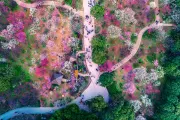 The best places to see cherry blossoms around the world thumbnail