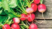 Radishes supporting image