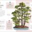 Happy Bonsai - thumbnail of spread image 1 Thumbnail image of Happy Bonsai - 1