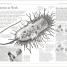 A Short History of Medicine - thumbnail of spread image 1 Thumbnail image of A Short History of Medicine - 1