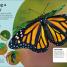 DKfindout! Bugs - thumbnail of spread image 1 Thumbnail image of DKfindout! Bugs - 1