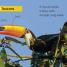 DK Readers L1: Jungle Animals - thumbnail of spread image 1 Thumbnail image of DK Readers L1: Jungle Animals - 1