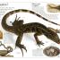 DK Eyewitness Books: Reptile - thumbnail of spread image 1 Thumbnail image of DK Eyewitness Books: Reptile - 1