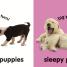 Baby Touch and Feel Puppies - thumbnail of spread image 1 Thumbnail image of Baby Touch and Feel Puppies - 1