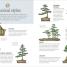 Happy Bonsai - thumbnail of spread image 2 Thumbnail image of Happy Bonsai - 2