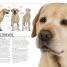 The Complete Dog Breed Book - thumbnail of spread image 1 Thumbnail image of The Complete Dog Breed Book - 1