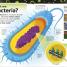 The Bacteria Book - thumbnail of spread image 1 Thumbnail image of The Bacteria Book - 1