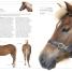 The Horse Encyclopedia - thumbnail of spread image 1 Thumbnail image of The Horse Encyclopedia - 1