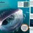 DKfindout! Sharks - thumbnail of spread image 1 Thumbnail image of DKfindout! Sharks - 1