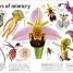 Trees, Leaves, Flowers & Seeds - thumbnail of spread image 1 Thumbnail image of Trees, Leaves, Flowers & Seeds - 1