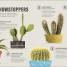 Happy Cactus - thumbnail of spread image 1 Thumbnail image of Happy Cactus - 1