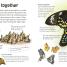 Butterflies and Moths - thumbnail of spread image 1 Thumbnail image of Butterflies and Moths - 1