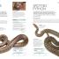 Snake - thumbnail of spread image 1 Thumbnail image of Snake - 1