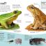 DKfindout! Reptiles and Amphibians - thumbnail of spread image 1 Thumbnail image of DKfindout! Reptiles and Amphibians - 1