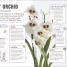 Happy Orchid - thumbnail of spread image 1 Thumbnail image of Happy Orchid - 1