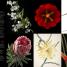 Botany for the Artist - thumbnail of spread image 2 Thumbnail image of Botany for the Artist - 2