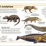 Mammals - thumbnail of spread image 1 Thumbnail image of Mammals - 1