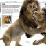 Knowledge Encyclopedia Animal! - thumbnail of spread image 1 Thumbnail image of Knowledge Encyclopedia Animal! - 1