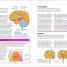 How the Brain Works - thumbnail of spread image 2 Thumbnail image of How the Brain Works - 2