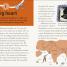 DK Life Stories: Gandhi - thumbnail of spread image 1 Thumbnail image of DK Life Stories: Gandhi - 1