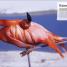 Animal Antics - thumbnail of spread image 1 Thumbnail image of Animal Antics - 1