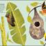 The Bat Book - thumbnail of spread image 1 Thumbnail image of The Bat Book - 1