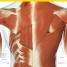 The Complete Human Body - thumbnail of spread image 2 Thumbnail image of The Complete Human Body - 2